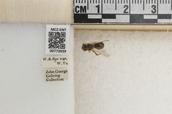 Media type: image;   Entomology 773039 Aspect: Labels